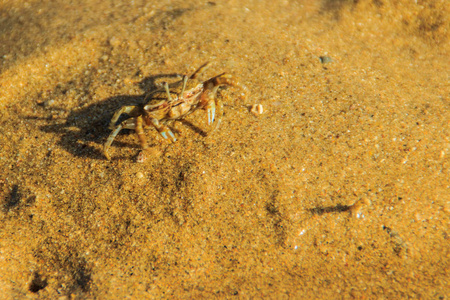 s Mangrove Crab, or Salt March Crab Sesarma mederi on the beac