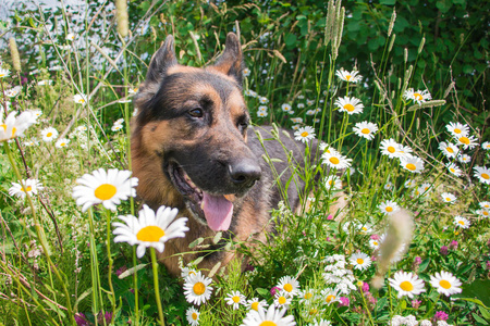 狗德国牧羊犬和周围一个夏天的草