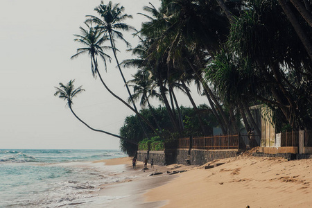 热带度假假日背景天堂田园海滩。斯里兰卡