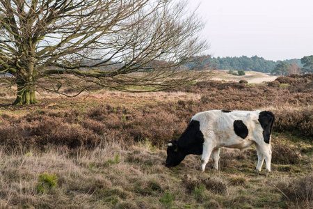 在荷兰的野生牛