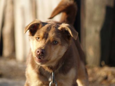 狗叫特写镜头照片