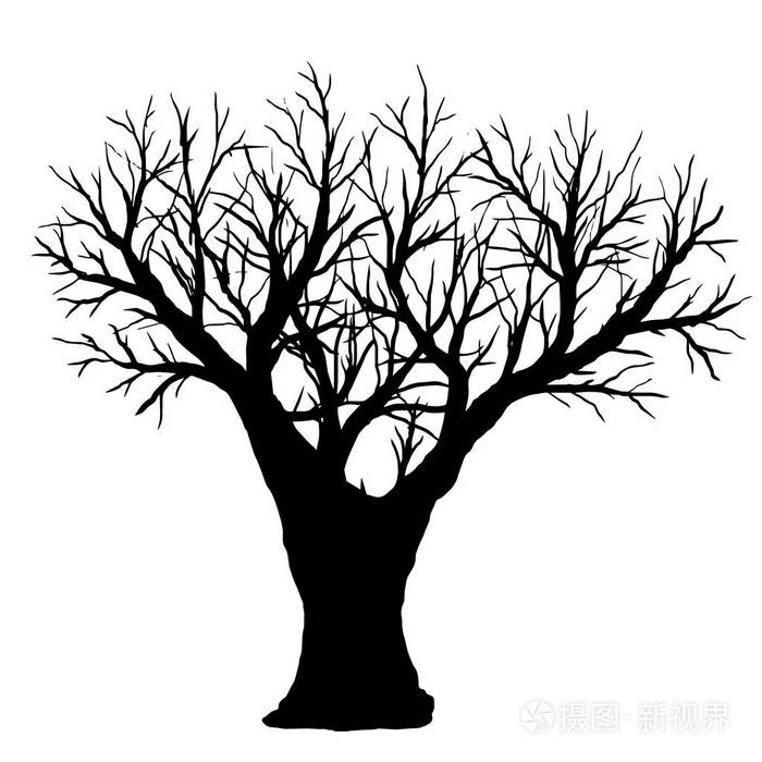 光秃秃的树上,在白色背景上的剪影