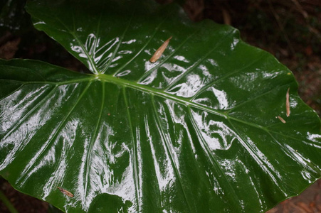 雨后绿叶大叶