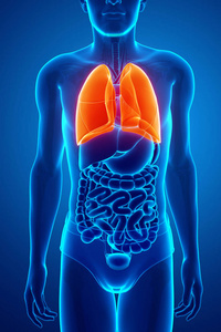 人体呼吸系统有肺图片