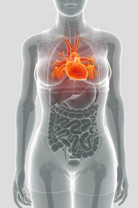 人类心脏解剖的 3d 渲染