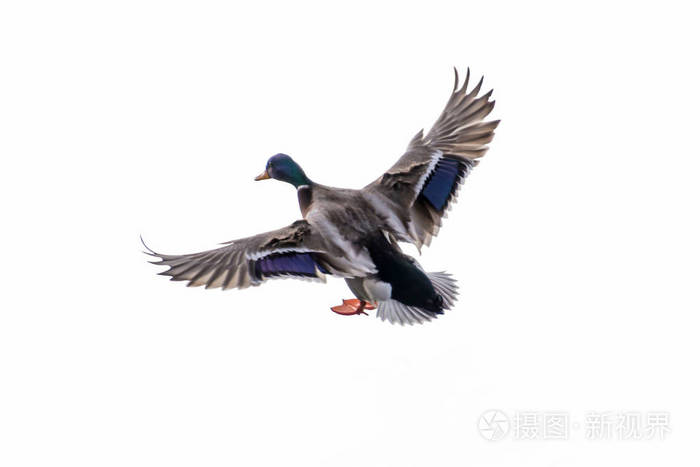 鸭子在湖上飞