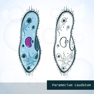 微生物草履虫在素描风格，结构