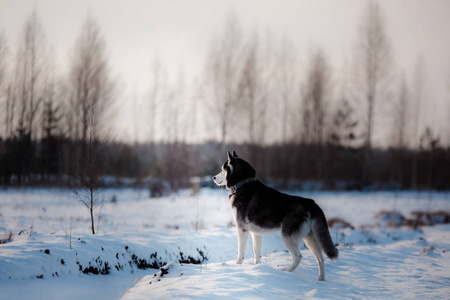 西伯利亚雪橇犬在户外在冬天，雪