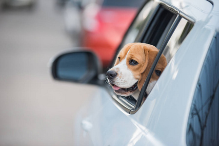 beagle 犬，在车窗上的比格犬