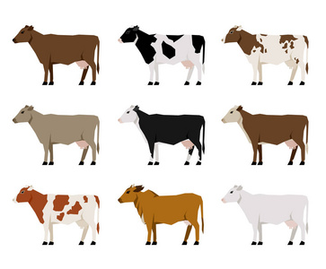 牛奶牛平图标。最受欢迎的牛