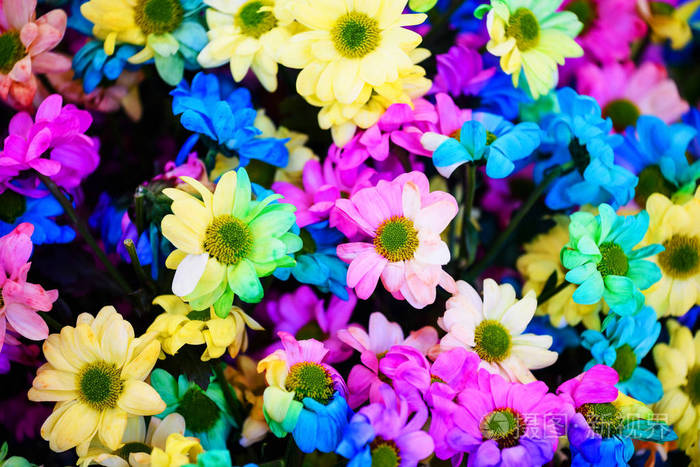 五颜六色的彩虹雏菊花