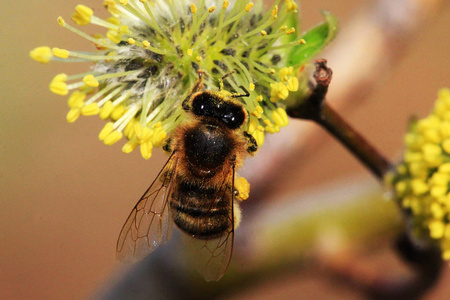 一只蜜蜂收集花粉