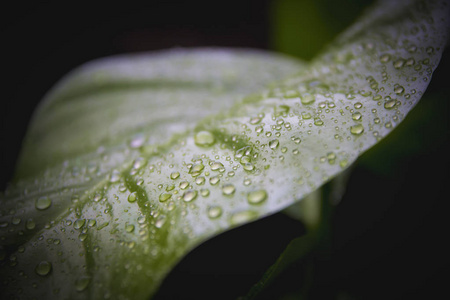 雨季的绿叶