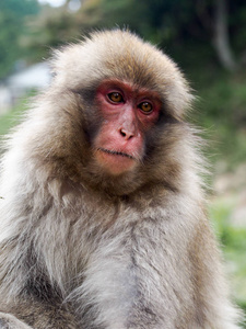 日本雪猴猕猴