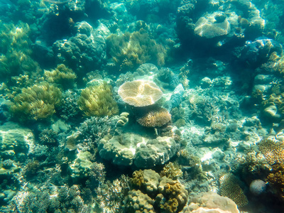 在大堡礁的珊瑚