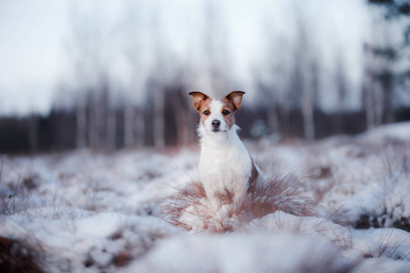 在冬季，雪户外狗杰克罗素梗犬