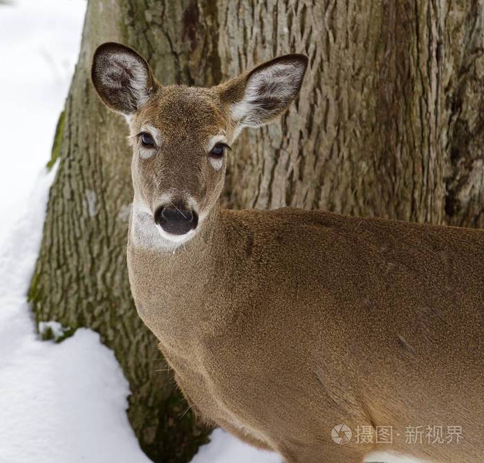 美丽的孤立的形象野鹿在白雪皑皑的丛林