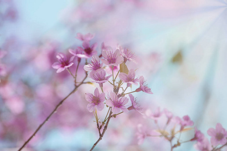 樱花，认为美丽的纹理背景