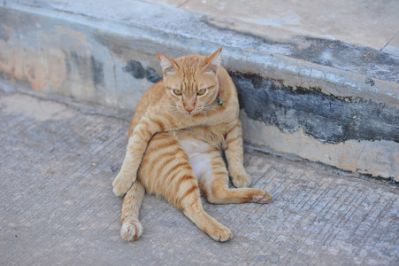 小可爱的猫坐在混凝土地板上的爪子在假期