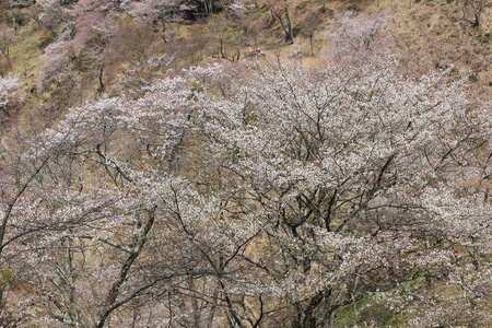 吉野水分神社，Yoshinoyama，奈良