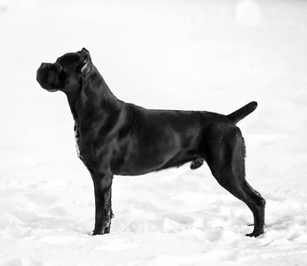 高碌街，黑色狗在白色的背景