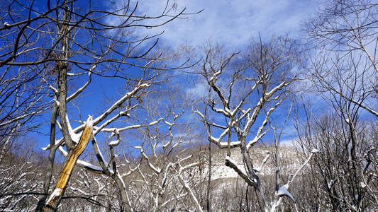 雪与森林与蓝色登别温泉