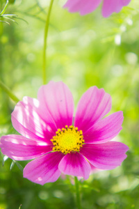 公园里的粉红色宇宙花，花园里的花，柔和的风格