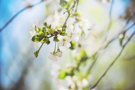 在春天开花树木，白色的花朵。选择性的焦点