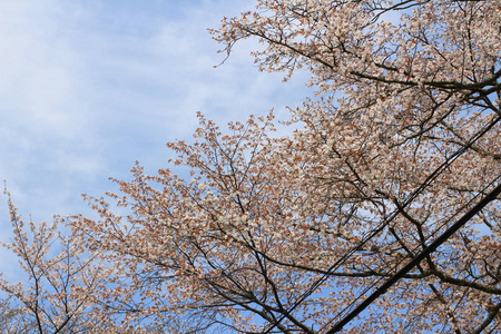 吉野樱花盛开