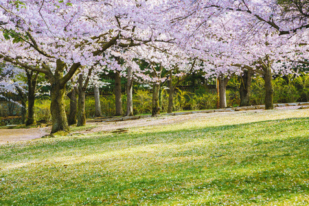 新鲜的绿色草坪上的樱花树图片