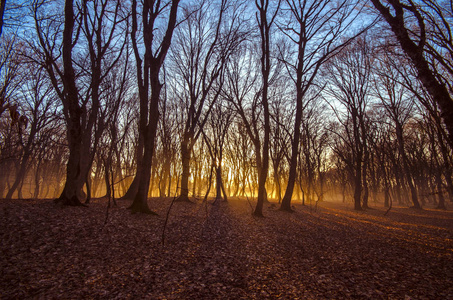 冬季森林在日落时间的美丽景观。阳光在朦胧秋天的树林。阿塞拜疆加巴拉 Ismailli。托普丘林