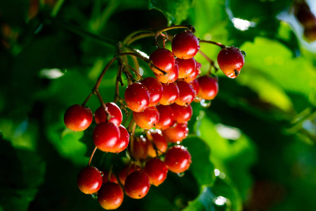 与它的叶子上树，乌克兰纳，健康的生活方式，fructarians，, 荚蒾果荚 荚蒾雪莲花 浆果枝蜂蜜，药用和食用植物