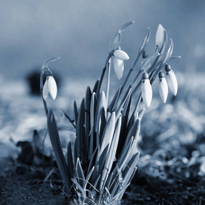 春天的花雪珠。 日落时在草地上美丽地绽放。 科