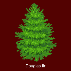 像没有节日装饰品，圣诞常绿植物的新年庆祝活动的道格拉斯冷杉圣诞树矢量