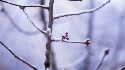 冬天雪的树分支有用的背景