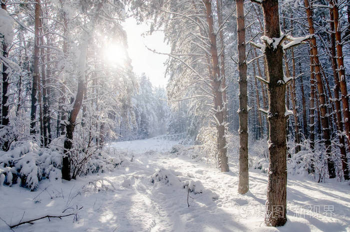 冻的松树森林雪背景下的太阳阿尔泰山,西伯利亚,俄罗斯西伯利亚针叶林