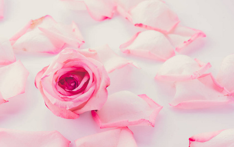 粉红和白色玫瑰花瓣