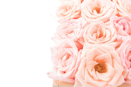 粉红和白色玫瑰