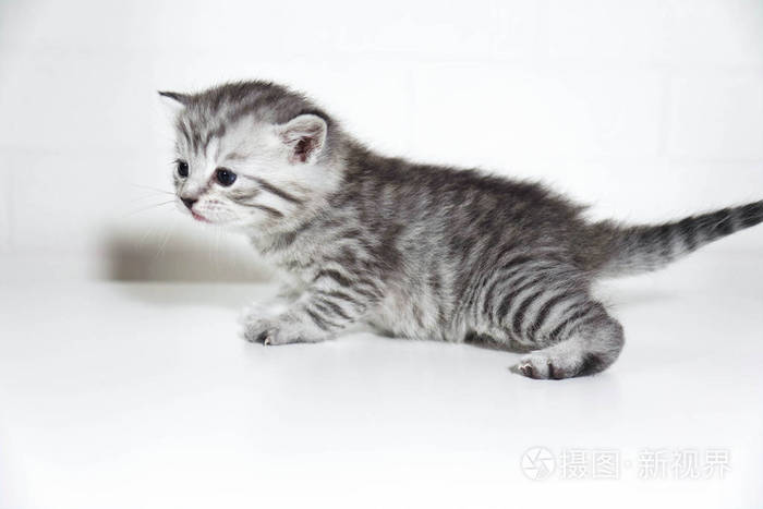 颜色的小猫,品种条纹灰色宝贝小猫.配置文件侧视图
