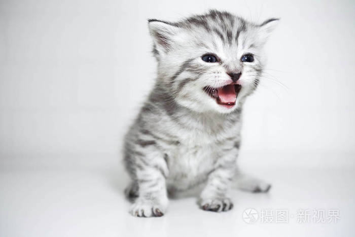 宝贝小猫