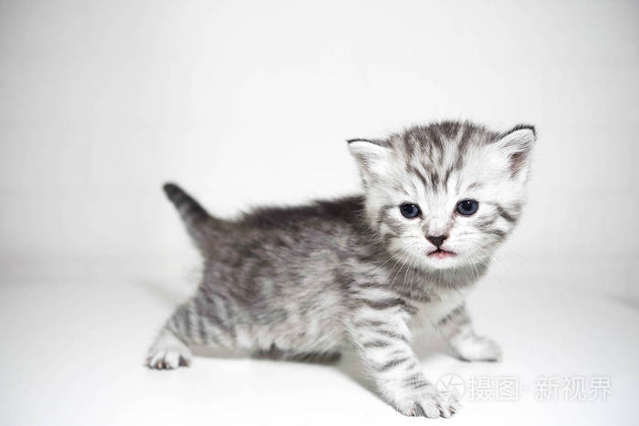 可爱的小宝贝小猫条纹的小猫短头发jpg