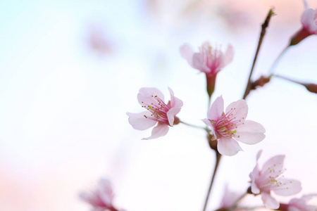 樱花，樱花开花在关闭了