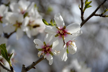 详细信息的杏仁树的花朵