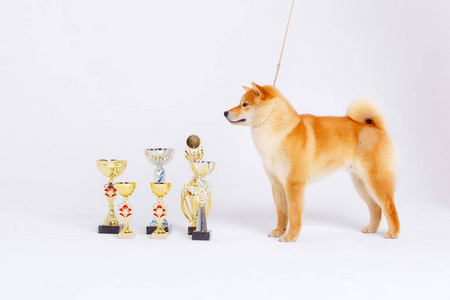 在白色背景上 shiba inu 狗