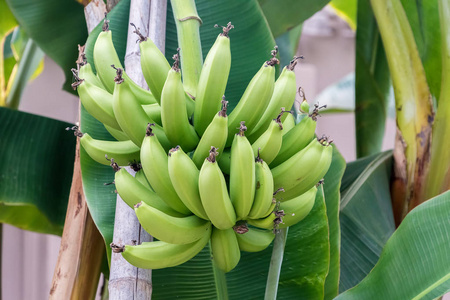 香蕉的生长在一棵树上