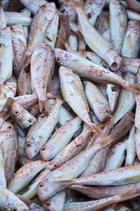 意大利的西西里岛，新鲜地中海红鲻鱼 Mullus surmuletus 在当地市场出售