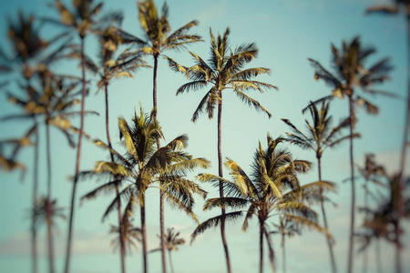 美国夏威夷椰子棕榈