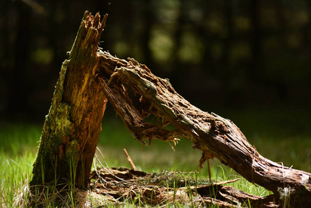 在森林里的死树树干照片