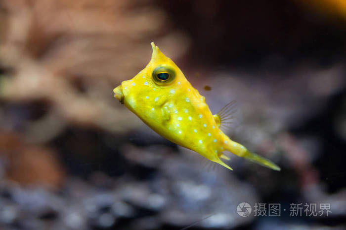 长角鱼