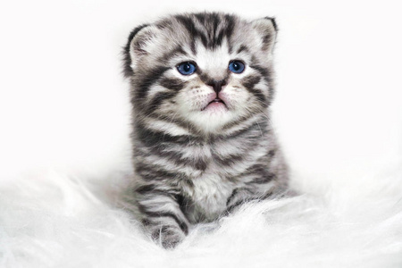 豪华的小猫，蓝色的眼睛和厚厚的短头发。毛绒婴儿条纹的小猫